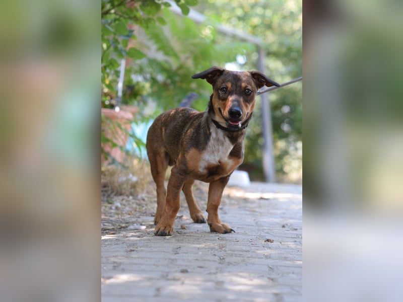 Lars - kleiner Herzenshund sucht sein großes Glück