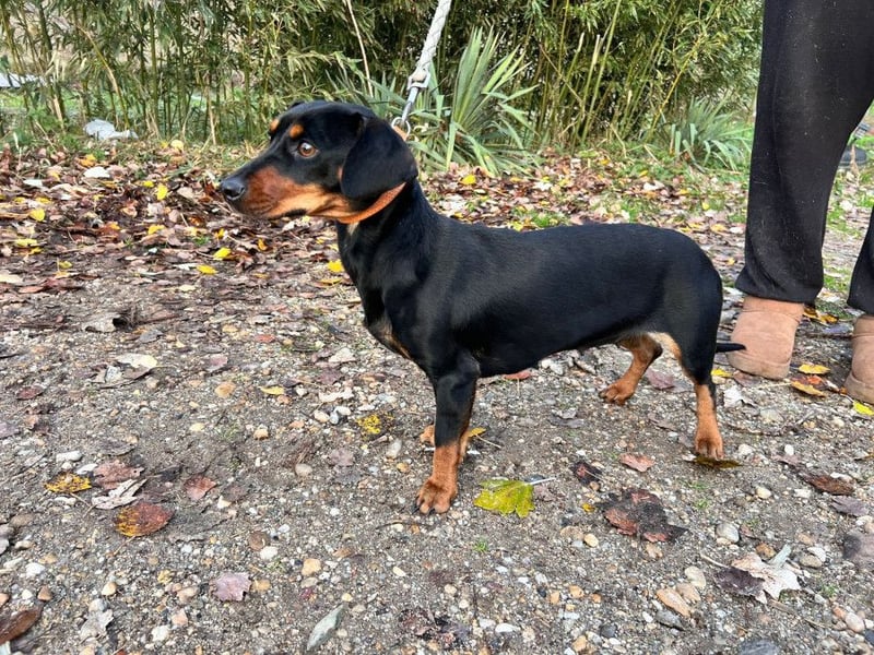 Nara - bezaubernde, freundliche, verschmuste Dackel Dame