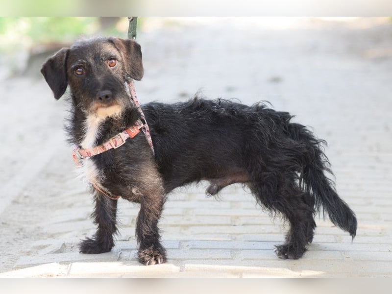 Gismo - freundlicher, liebevoller Rüde der etwas vorsichtig ist