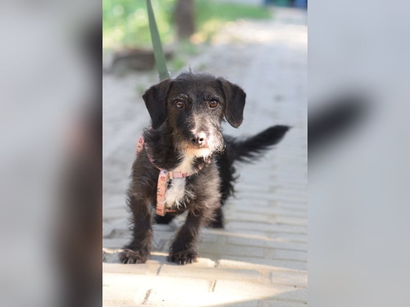 Gismo - auf PS in 53797 Lohmar -  freundlicher, liebevoller Rüde der etwas vorsichtig ist