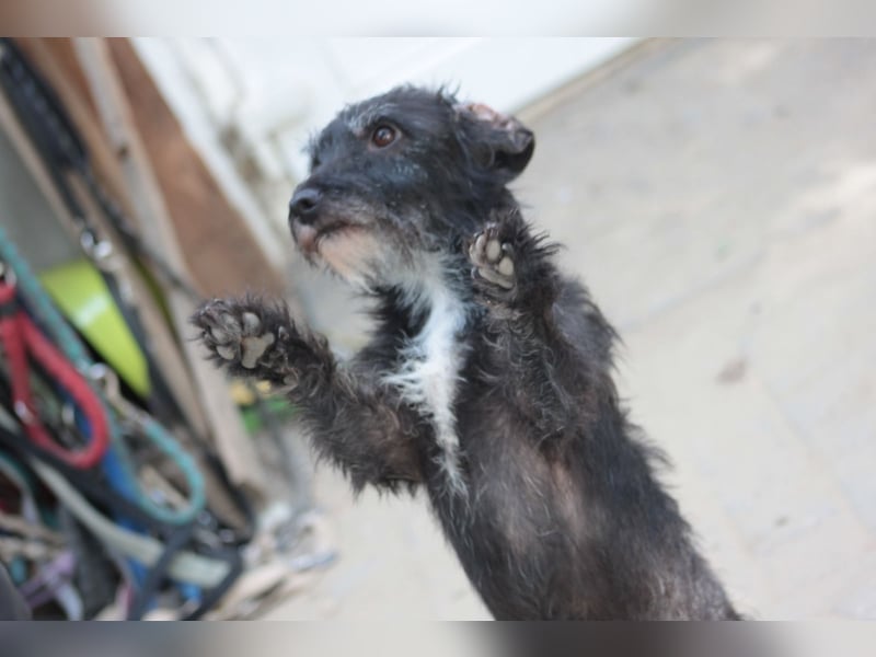 Gismo - freundlicher, liebevoller Rüde der etwas vorsichtig ist