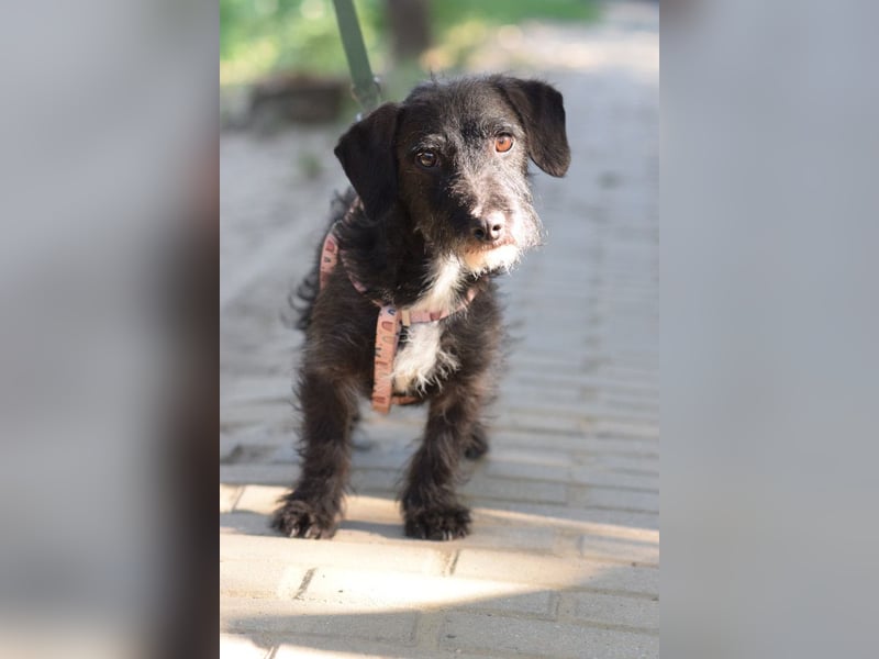 Gismo - auf PS in 53797 Lohmar -  freundlicher, liebevoller Rüde der etwas vorsichtig ist