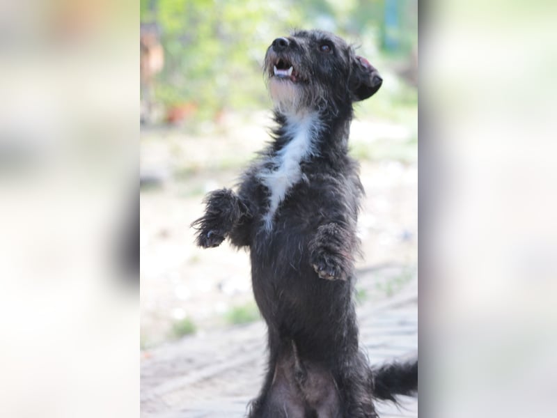 Gismo - auf PS in 53797 Lohmar -  freundlicher, liebevoller Rüde der etwas vorsichtig ist