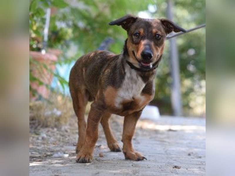 Lars - kleiner Herzenshund sucht sein großes Glück