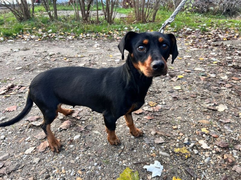 Nara - bezaubernde, freundliche, verschmuste Dackel Dame