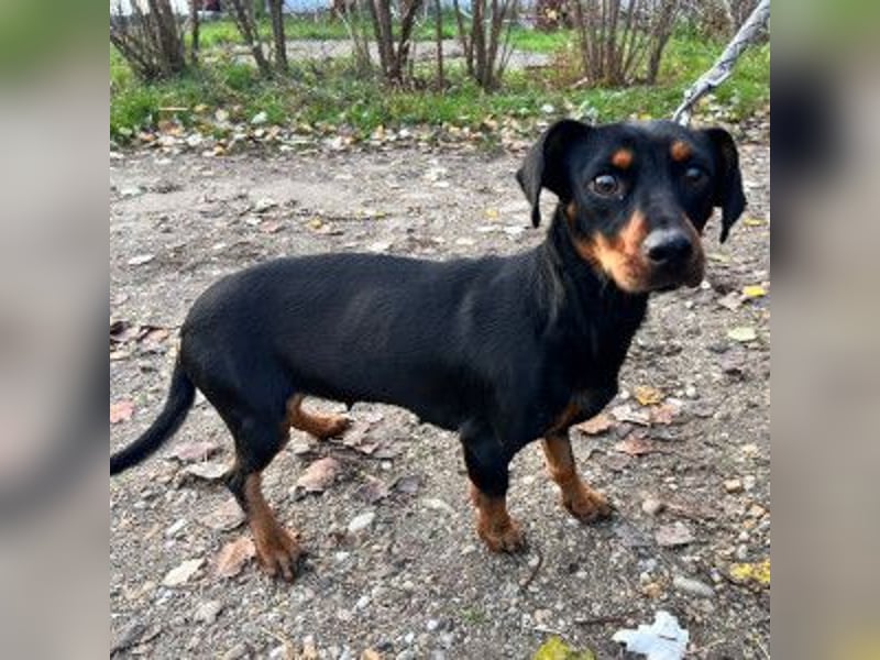 Nara - bezaubernde, freundliche, verschmuste Dackel Dame