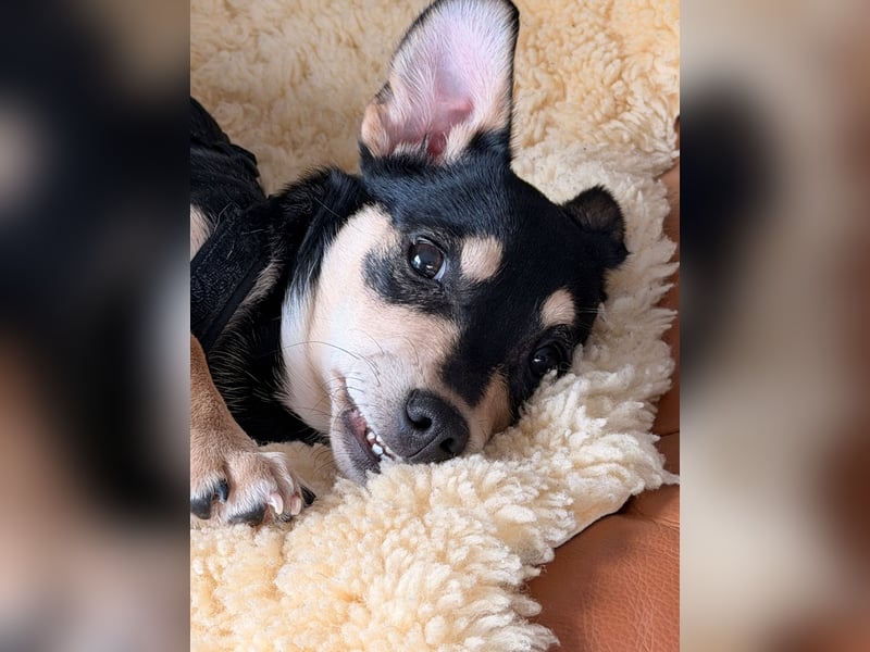 Luns in 31700 Heuerßen