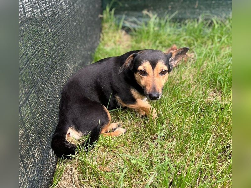 Heidi