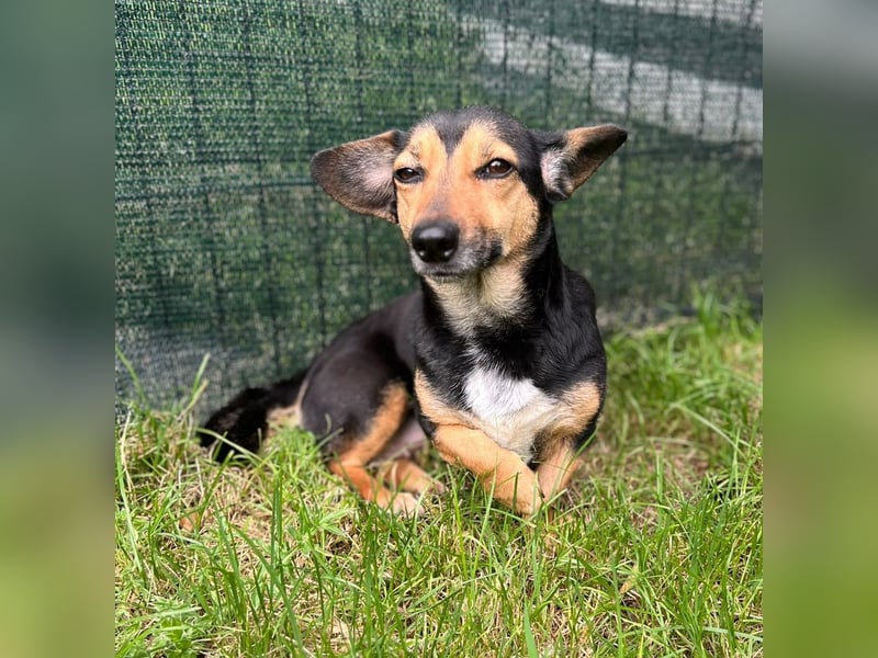 Heidi