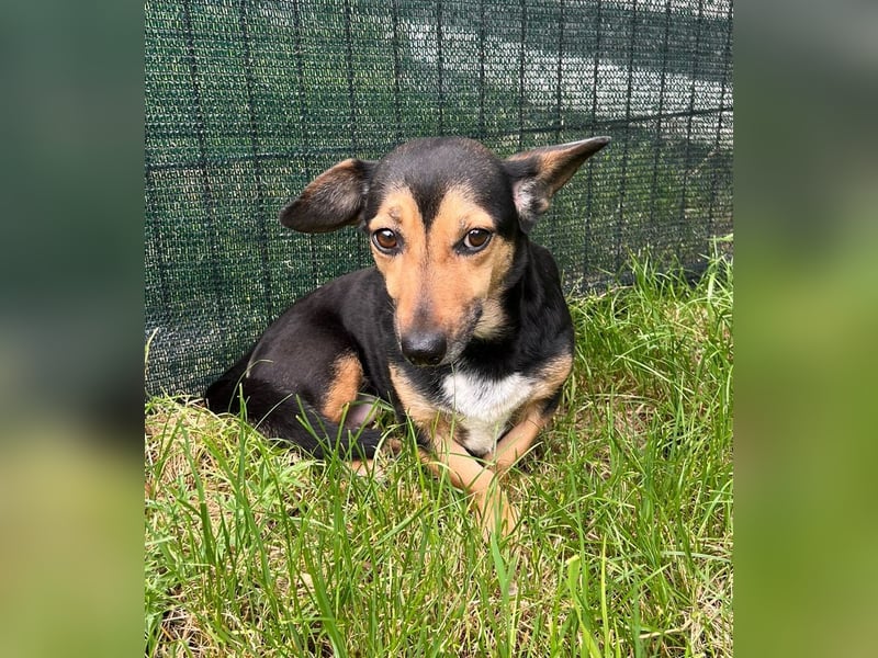 Heidi