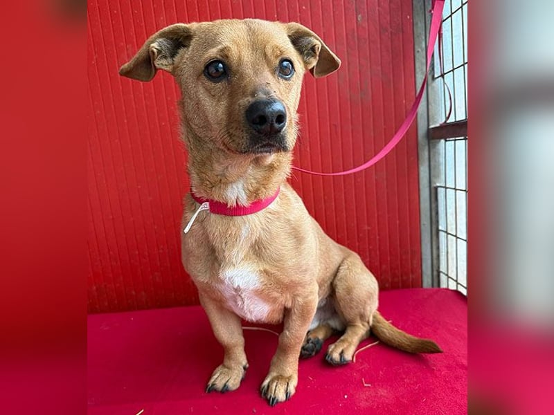 süßes kleines Schmuserle FRITZ - 4 Jahre, 30cm - Mischling