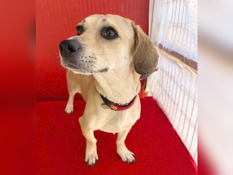 zarte Hundeseele JENNY - 3,5 Jahre, 35cm/11kg - Dackel-Mix