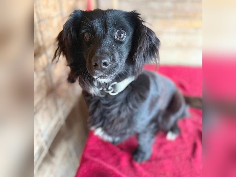 süße kleiine TAPPI - 3 Jahre, 32cm - Dackel-Mischling