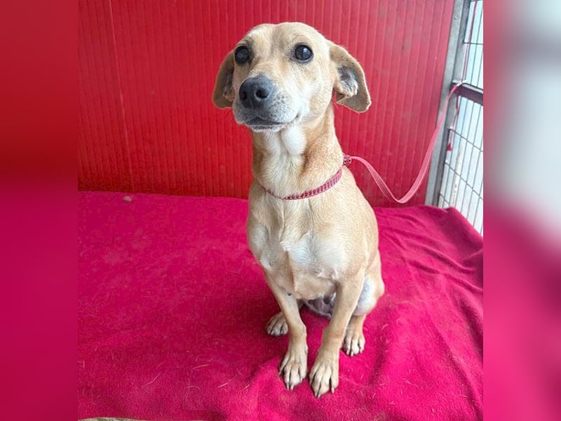 superliebe Dackeline MIA - 5 Jahre, 30cm/8,5kg