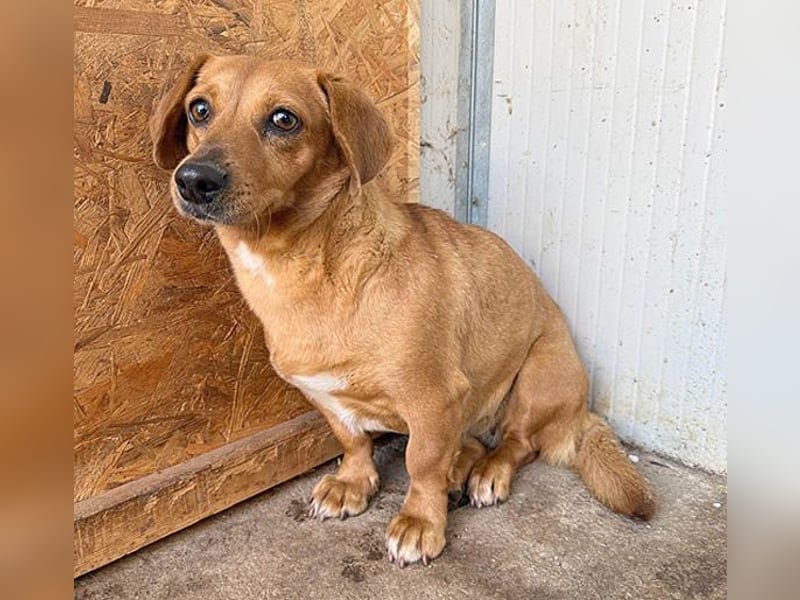 ❤️❤️❤️ zarte Hundeseele BARBIE - 2 Jahre, 30cm - Dackel-Mischling