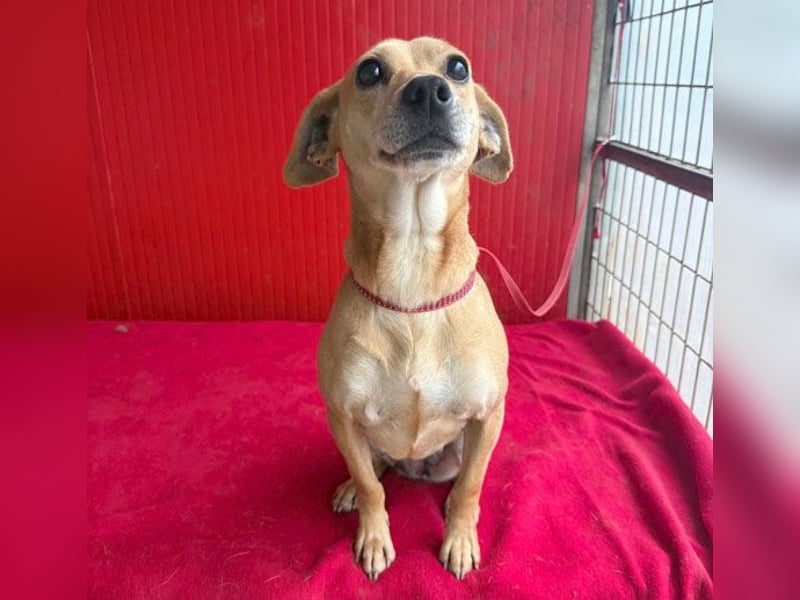 superliebe Dackeline MIA - 5 Jahre, 30cm/8,5kg