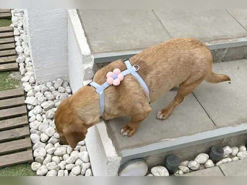 ❤️❤️❤️ zarte Hundeseele BARBIE - 2,5 Jahre, 30cm - Dackel-Mischling