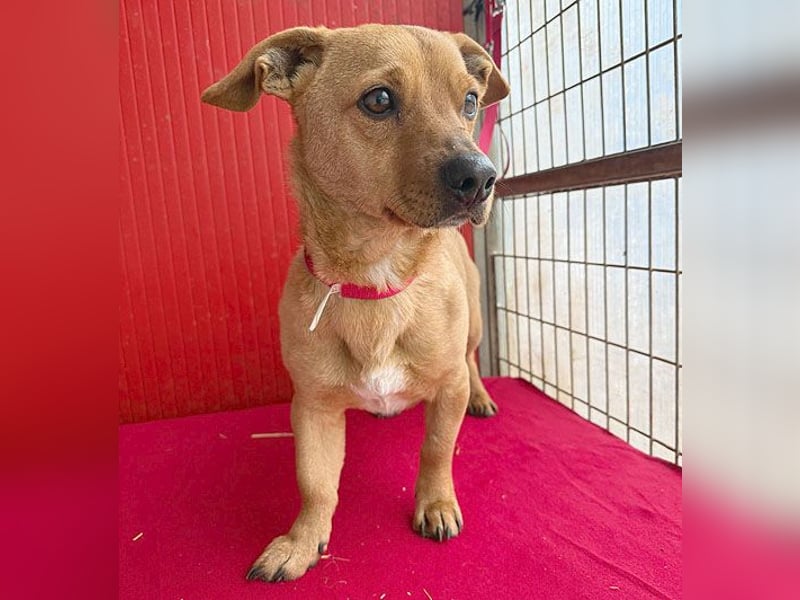 süßes kleines Schmuserle FRITZ - 4 Jahre, 30cm - Mischling