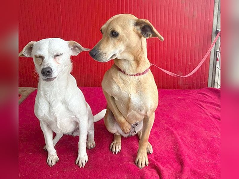 superliebe Dackeline MIA - 5 Jahre, 30cm/8,5kg