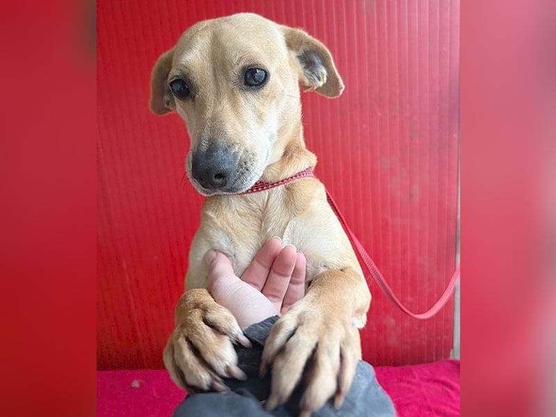 superliebe Dackeline MIA - 5 Jahre, 30cm/8,5kg