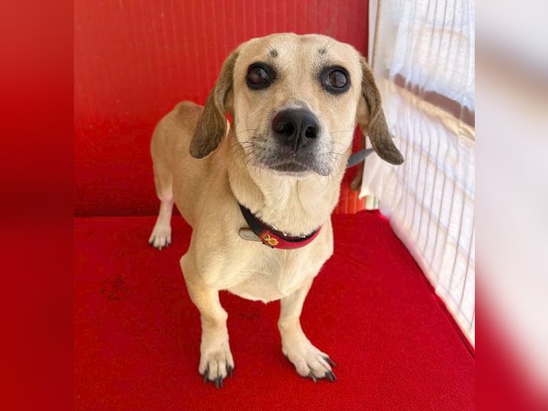 zarte Hundeseele JENNY - 3,5 Jahre, 35cm/11kg - Dackel-Mix