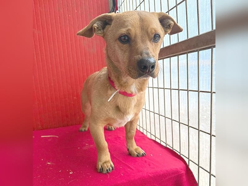 süßes kleines Schmuserle FRITZ - 4 Jahre, 30cm - Mischling