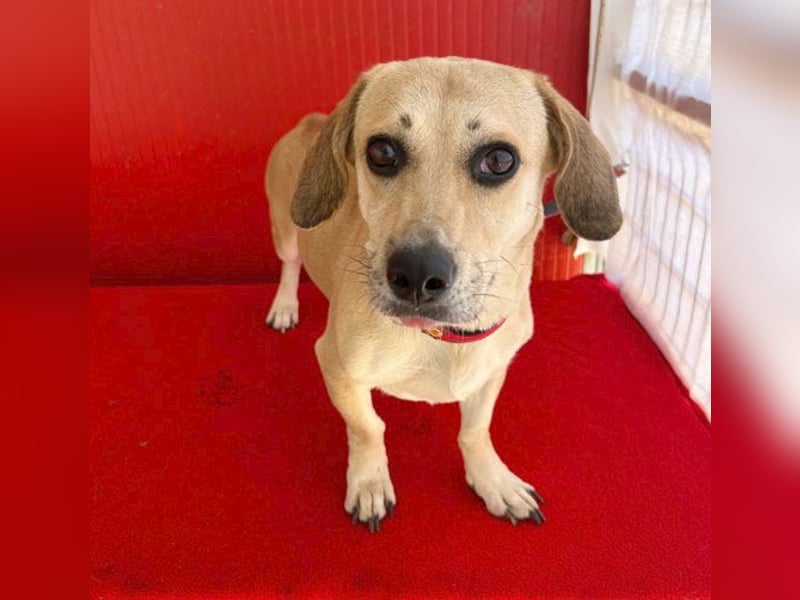 zarte Hundeseele JENNY - 3,5 Jahre, 35cm/11kg - Dackel-Mix