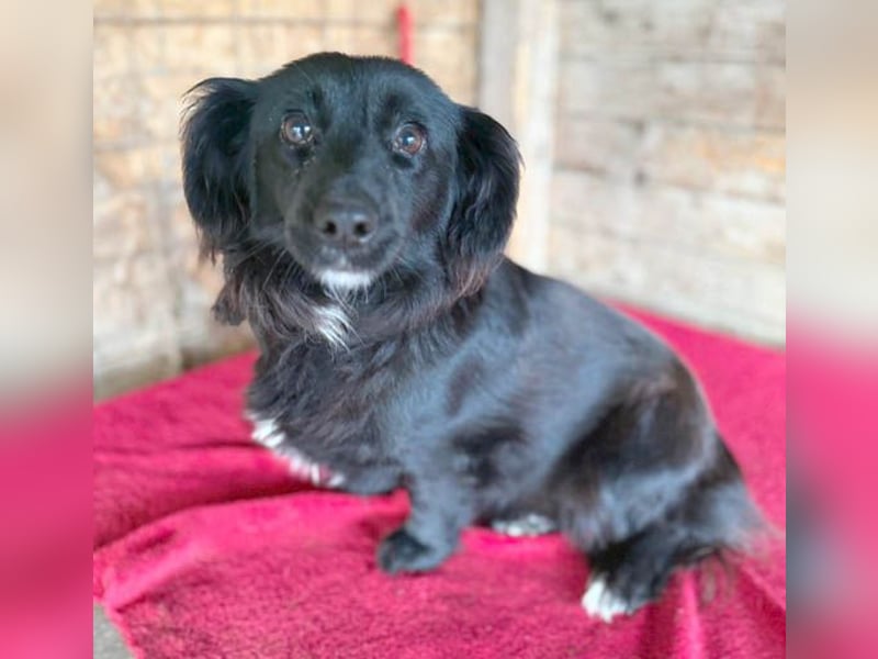 süße kleiine TAPPI - 3 Jahre, 32cm - Dackel-Mischling