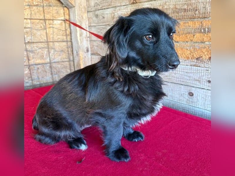 süße kleiine TAPPI - 3 Jahre, 32cm - Dackel-Mischling