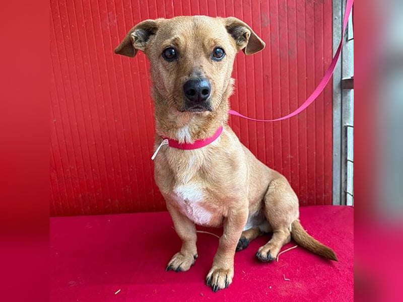 süßes kleines Schmuserle FRITZ - 4 Jahre, 30cm - Mischling