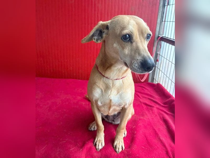 superliebe Dackeline MIA - 5 Jahre, 30cm/8,5kg