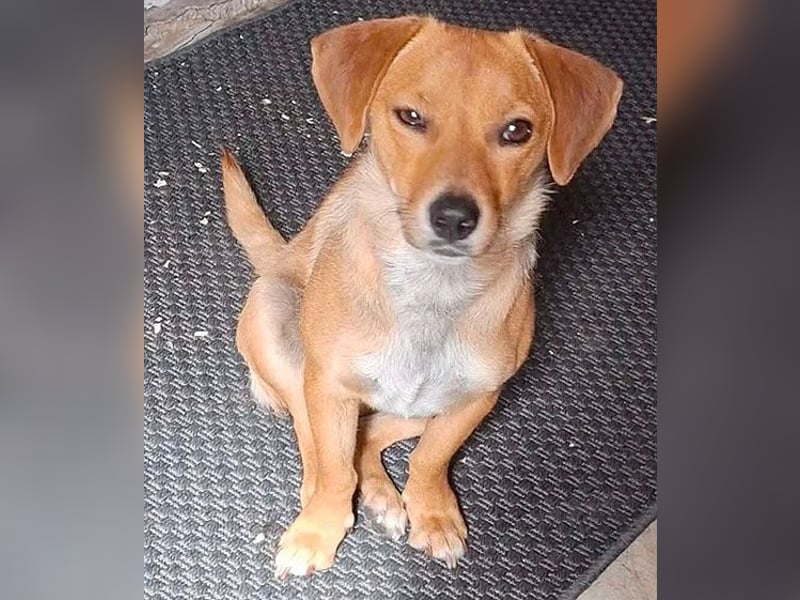 kleine Herzensbrecherin FREYA - 1,5 Jahre, 30cm - Dackel-Mix
