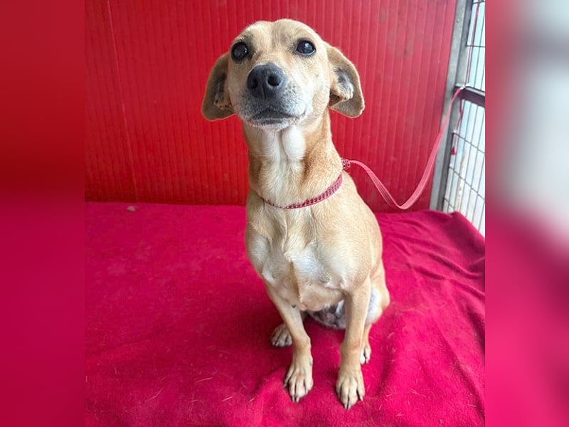 superliebe Dackeline MIA - 5 Jahre, 30cm/8,5kg