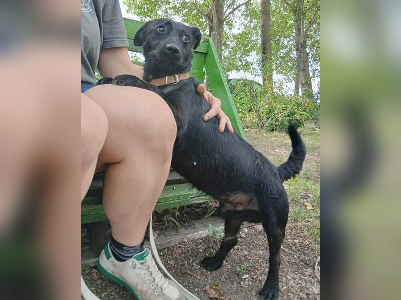 PUPO bleibt nicht mehr viel Zeit - 1,5 Jahre, 26cm/10kg - Dackel-Mix