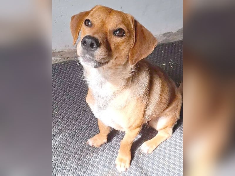 kleine Herzensbrecherin FREYA - 1,5 Jahre, 30cm - Dackel-Mix