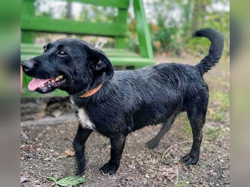 PUPO bleibt nicht mehr viel Zeit - 1,5 Jahre, 26cm/10kg - Dackel-Mix
