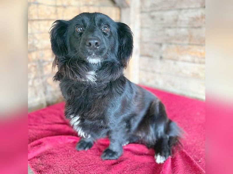 süße kleiine TAPPI - 3 Jahre, 32cm - Dackel-Mischling