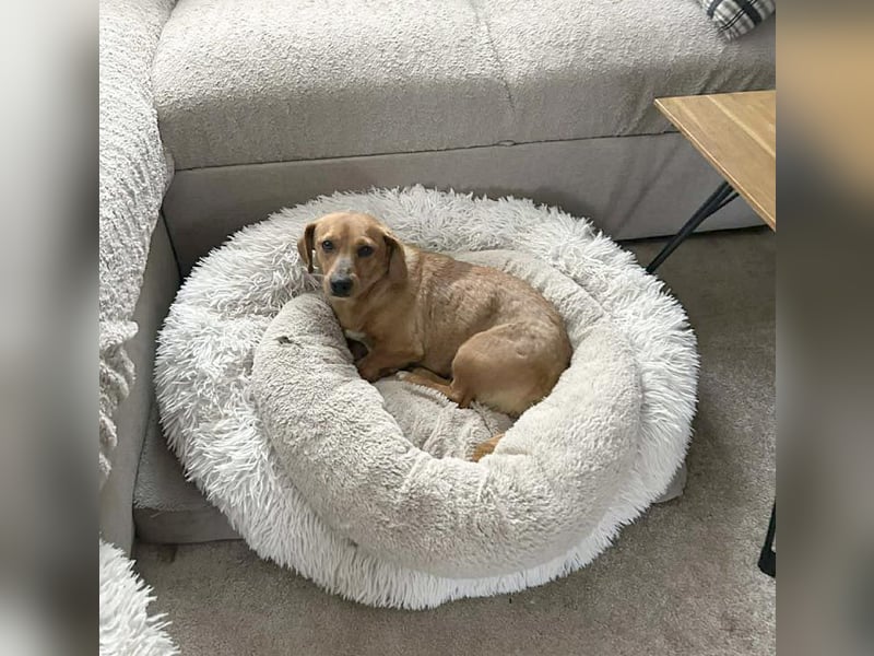 ❤️❤️❤️ zarte Hundeseele BARBIE - 2,5 Jahre, 30cm - Dackel-Mischling