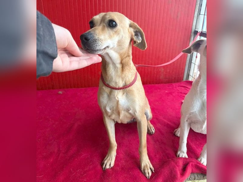 superliebe Dackeline MIA - 5 Jahre, 30cm/8,5kg