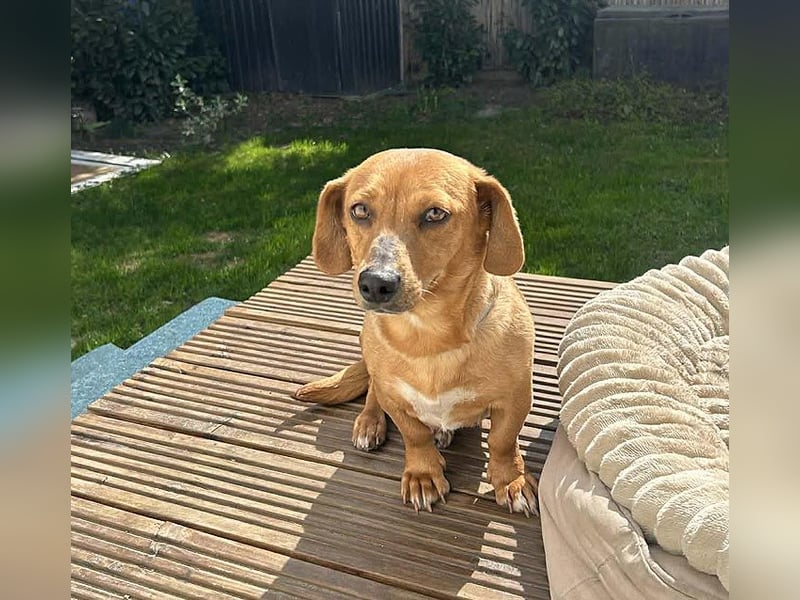 ❤️❤️❤️ zarte Hundeseele BARBIE - 2,5 Jahre, 30cm - Dackel-Mischling