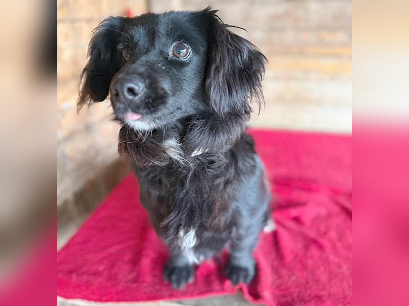 süße kleiine TAPPI - 3 Jahre, 32cm - Dackel-Mischling