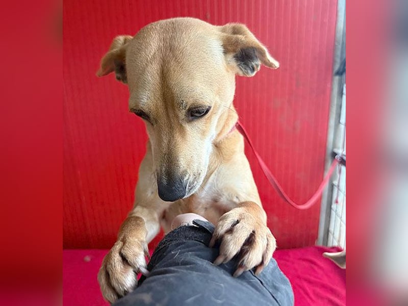 superliebe Dackeline MIA - 5 Jahre, 30cm/8,5kg