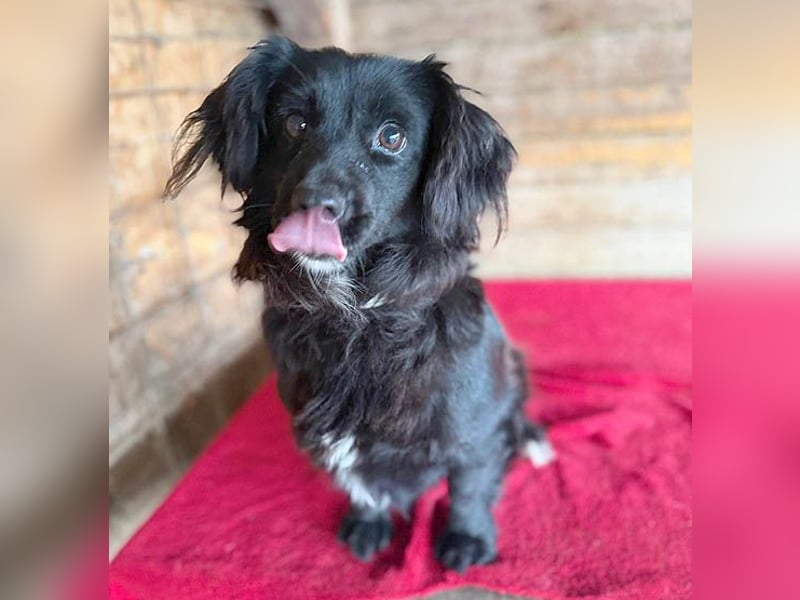 süße kleiine TAPPI - 3 Jahre, 32cm - Dackel-Mischling