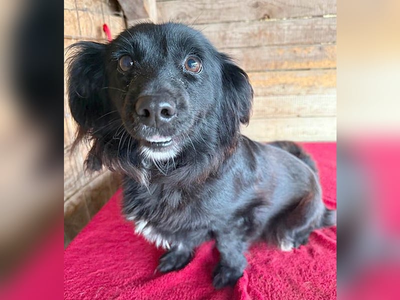 süße kleiine TAPPI - 3 Jahre, 32cm - Dackel-Mischling