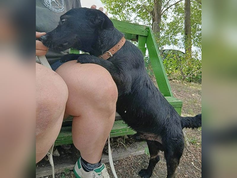 PUPO bleibt nicht mehr viel Zeit - 1,5 Jahre, 26cm/10kg - Dackel-Mix