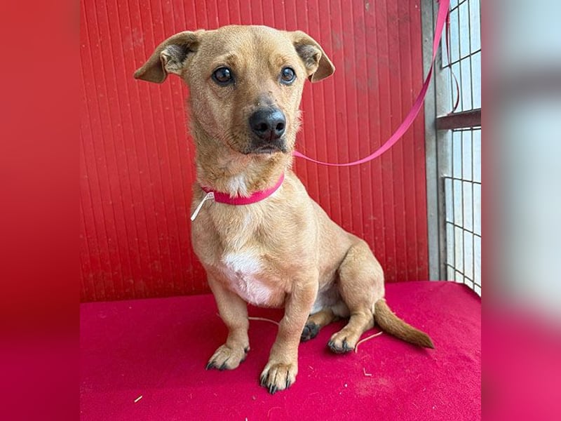 süßes kleines Schmuserle FRITZ - 4 Jahre, 30cm - Mischling