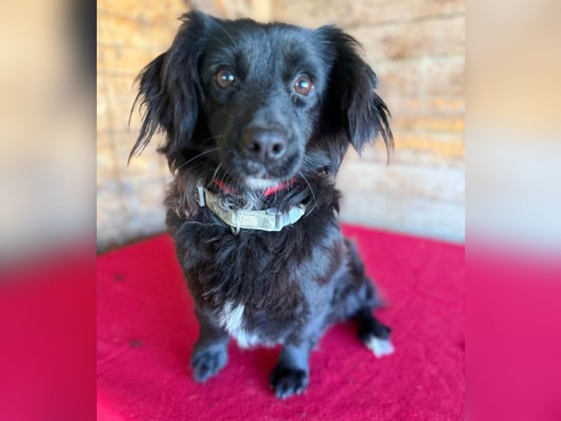 süße kleiine TAPPI - 3 Jahre, 32cm - Dackel-Mischling