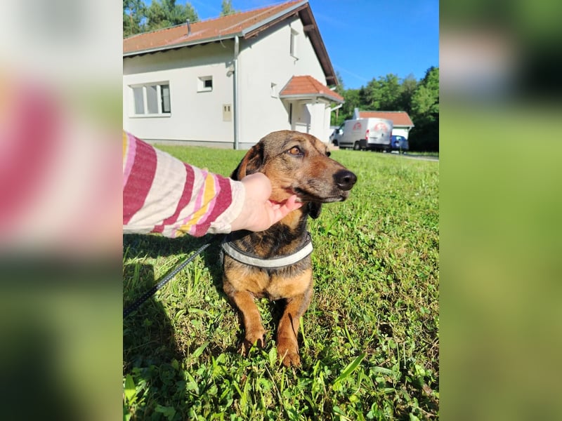 Kleine Dackel Dame Cindy sucht ihre Familie