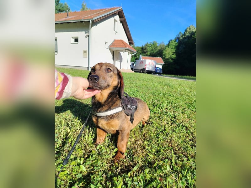 Kleine Dackel Dame Cindy sucht ihre Familie