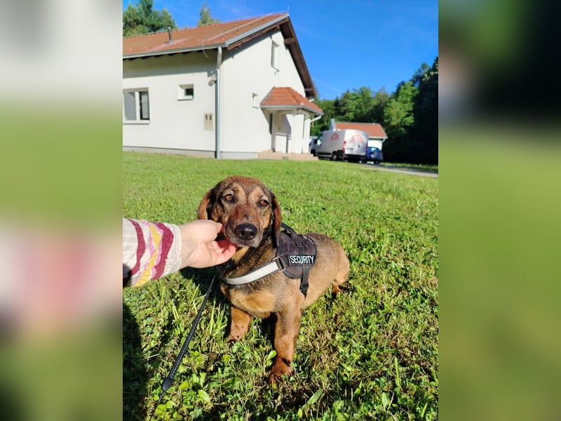 Kleine Dackel Dame Cindy sucht ihre Familie